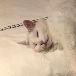 Meet your Posher, Salima